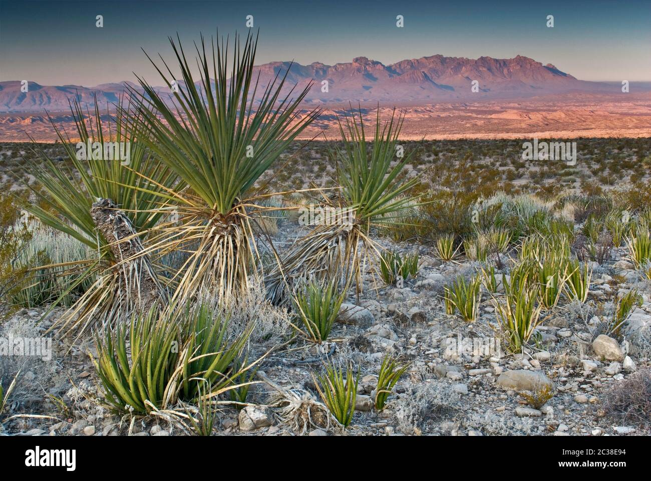 Chisos Mountains at sunrise, yuccas and lechuguilla agaves in foreground, Old Ore Road at Chihuahuan Desert in Big Bend National Park, Texas, USA Stock Photo