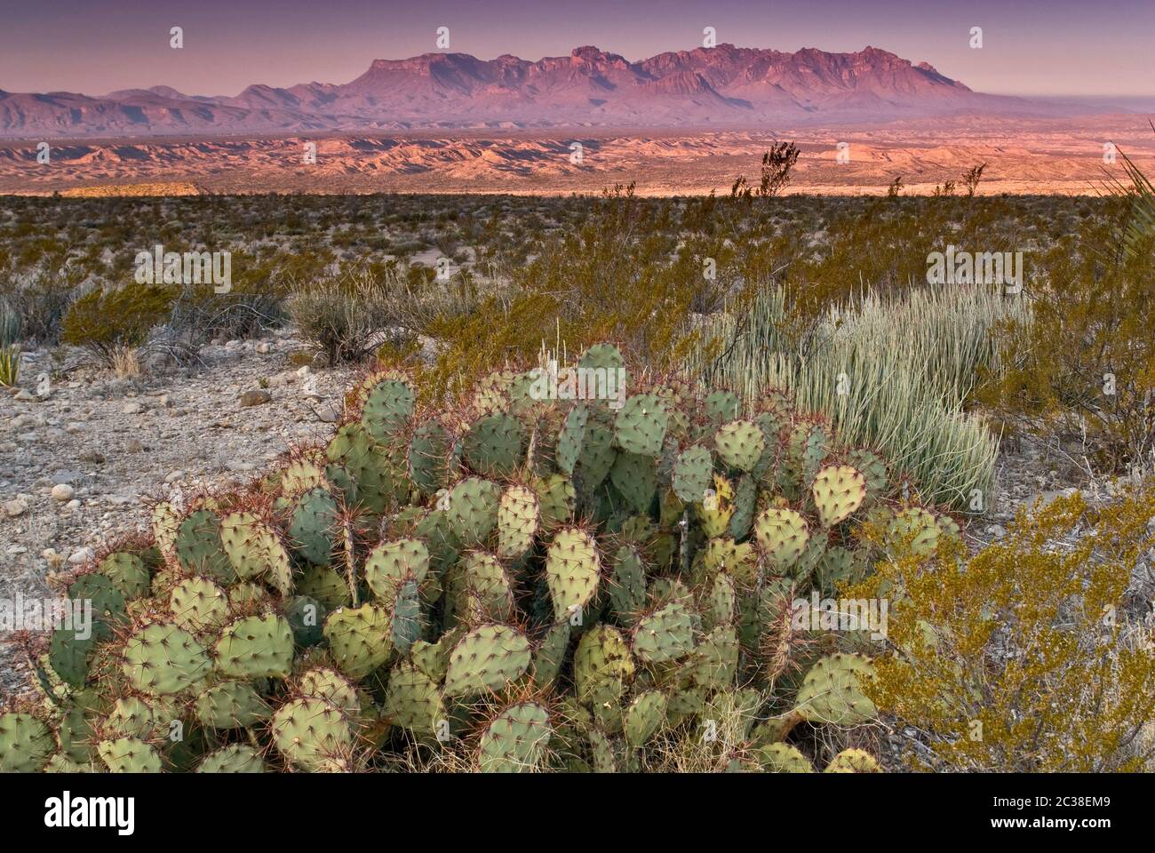 Chisos Mountains in distance at sunrise, prickly pears, lechuguilla agaves and creosote bushes, Old Ore Road, Big Bend National Park, Texas, USA Stock Photo