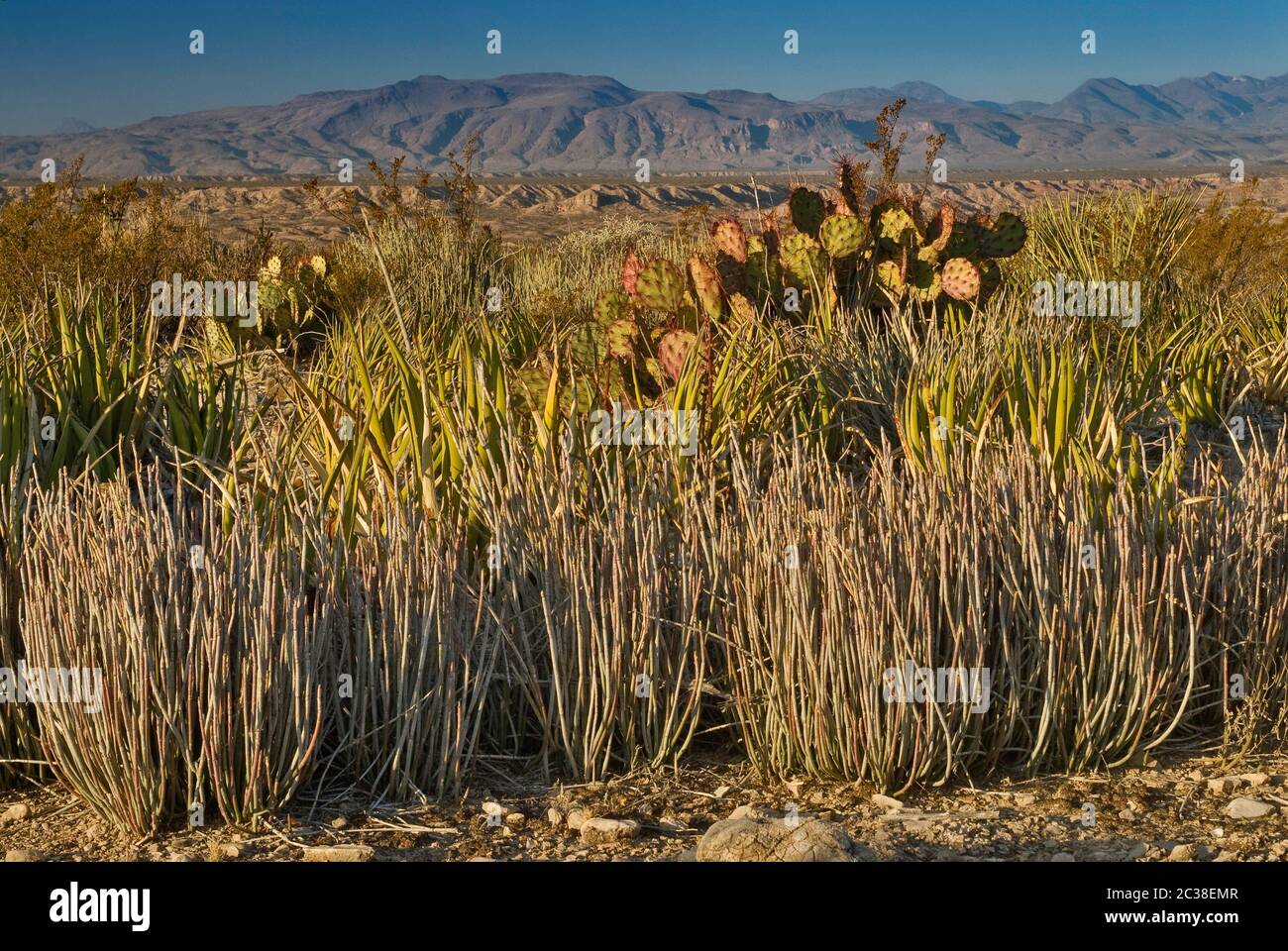 Candelillas, lechuguilla agaves and prickly pears, Chisos Mountains in dist, Old Ore Road at Chihuahuan Desert in Big Bend National Park, Texas, USA Stock Photo