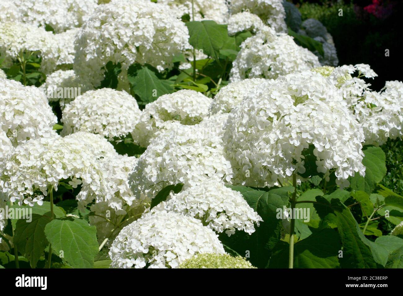 A white flowering hydrangea bush with many flowers Stock Photo