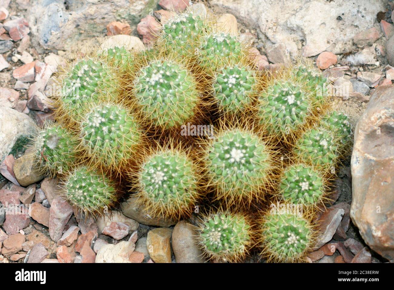 Detail of a group Globular cacti Stock Photo