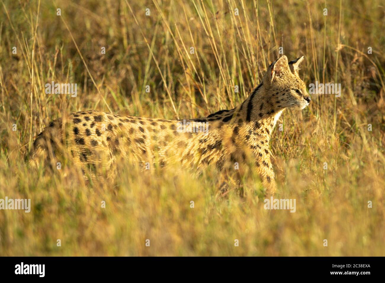 Serval prowls through long grass in sunshine Stock Photo - Alamy
