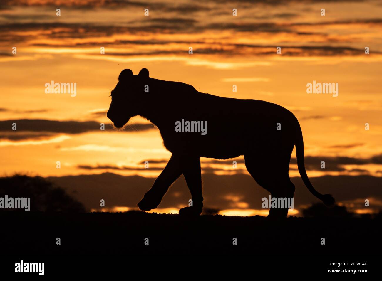 Lioness silhouette hi-res stock photography and images - Page 3 - Alamy, image size:1300x957