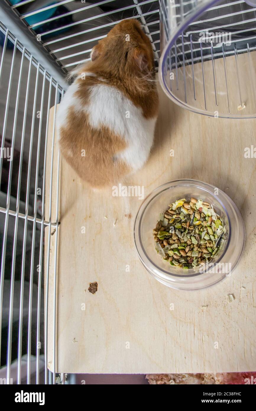 Syrian hamster in hamster cage Stock Photo Alamy