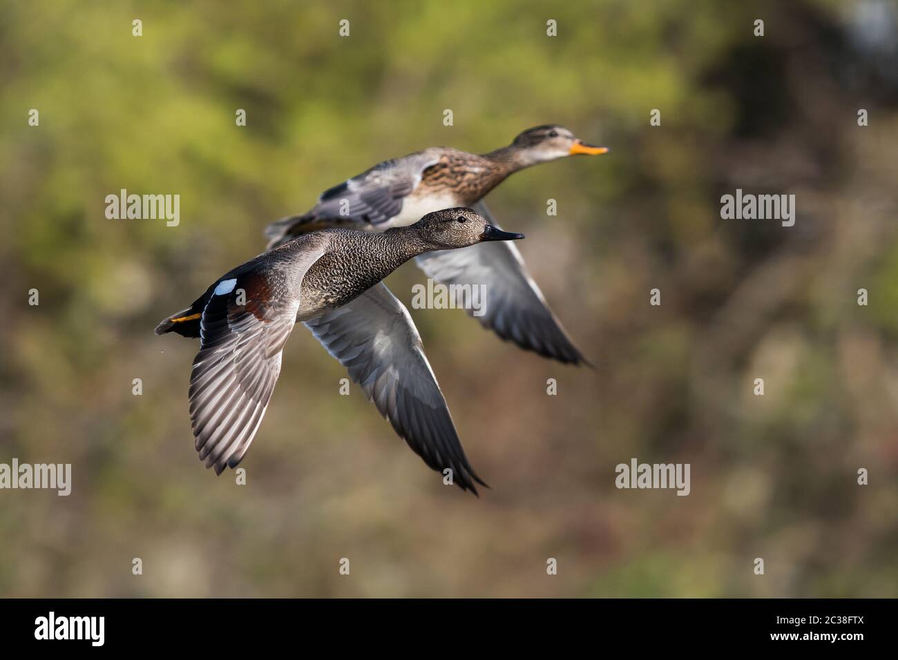 Pair of Gadwall in flight in environment. Their Latin name are Mareca strepera. Stock Photo