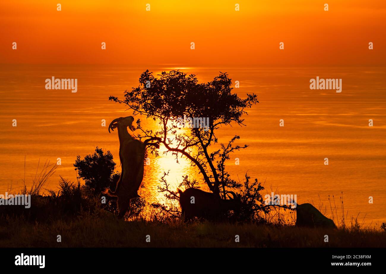 Red burning sunset over the sea with a silhouette of a goat having ...