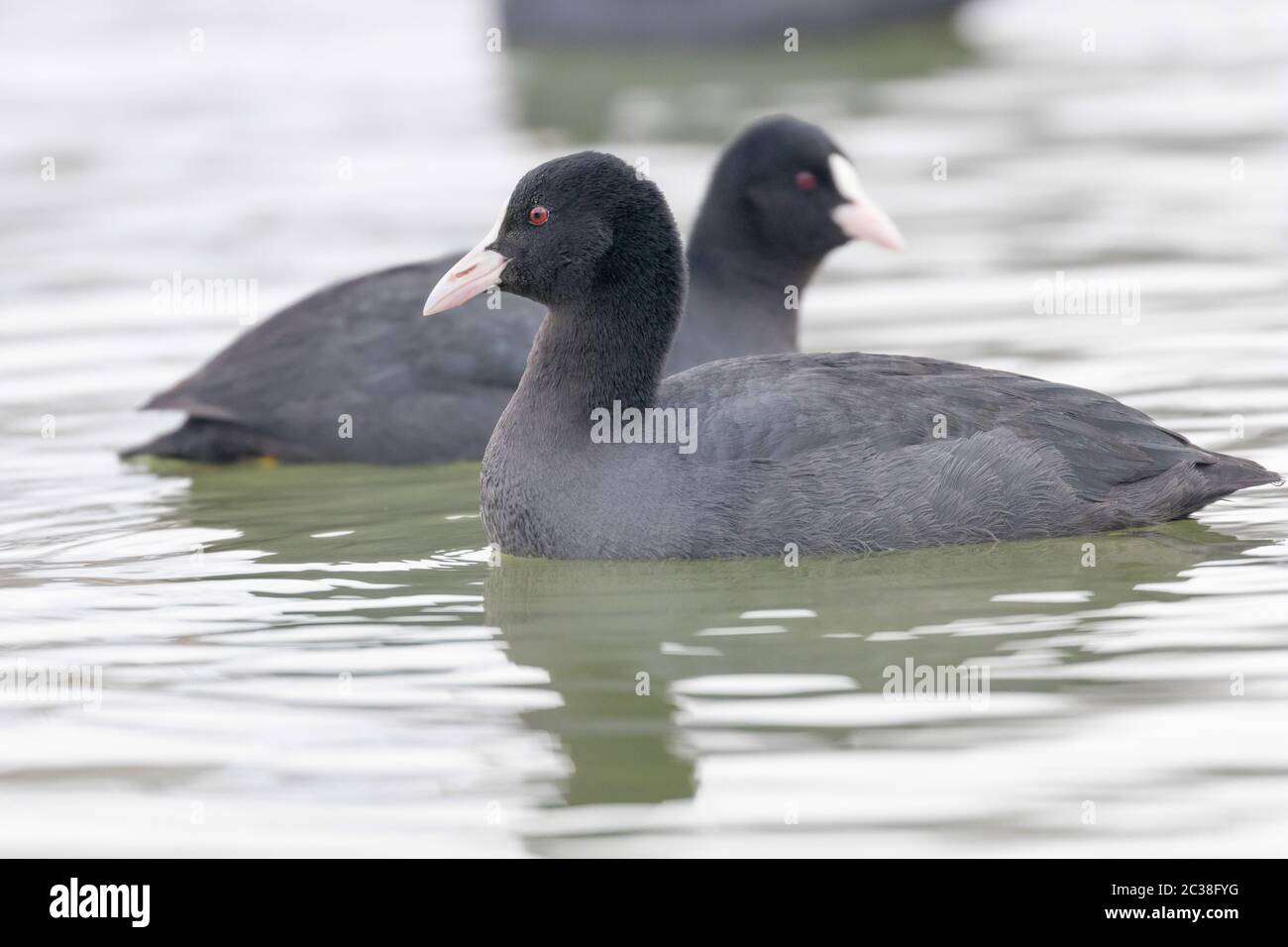 Coots swimming together hi-res stock photography and images - Alamy