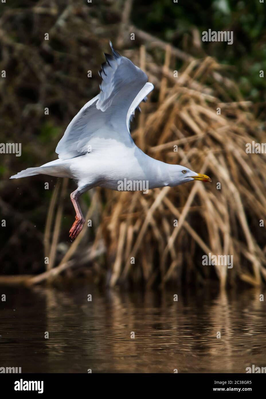 Herring Gull in flight in in habitat. Her Latin name are Larus