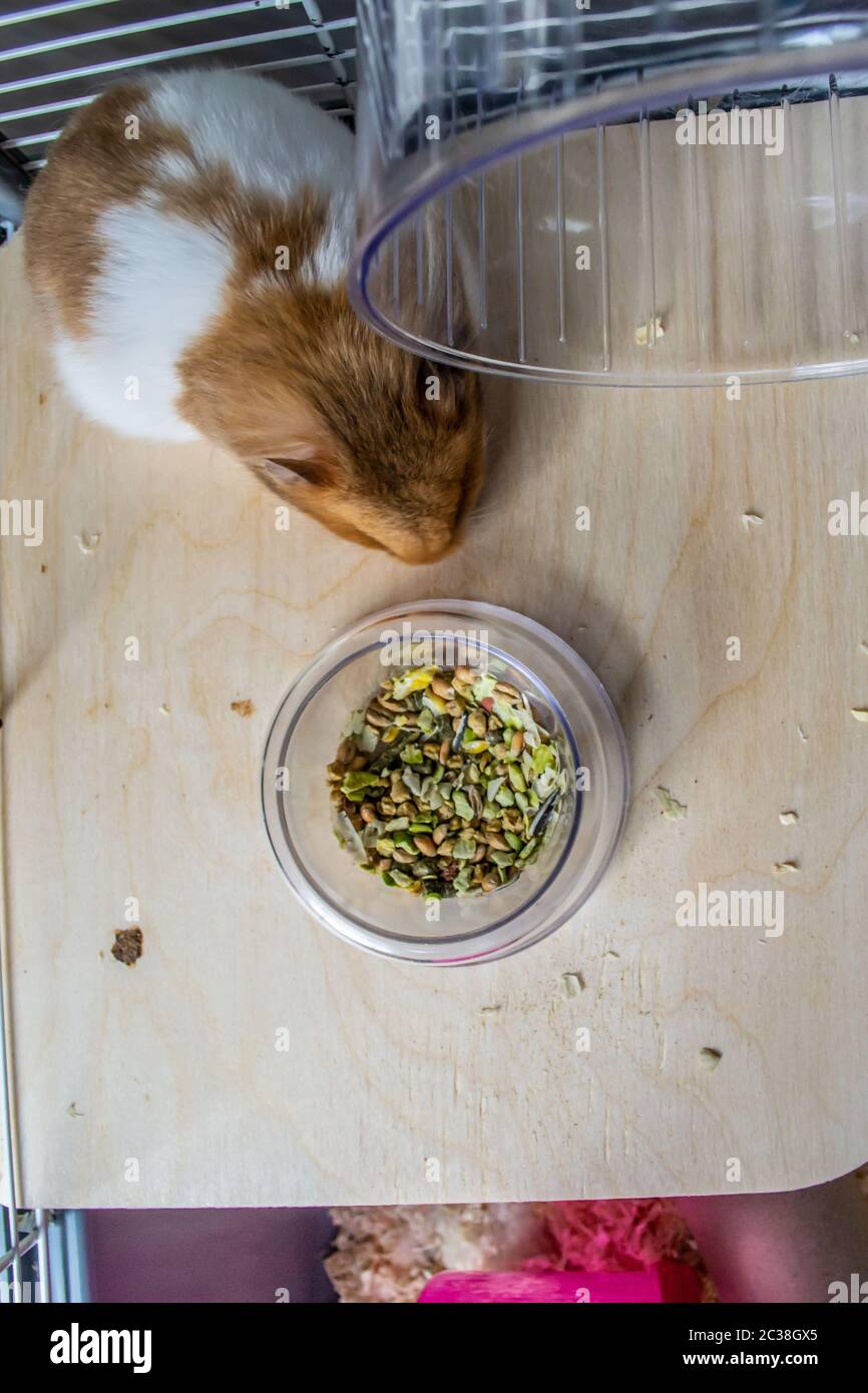 Syrian hamster eating from a food bowl in cage Stock Photo Alamy