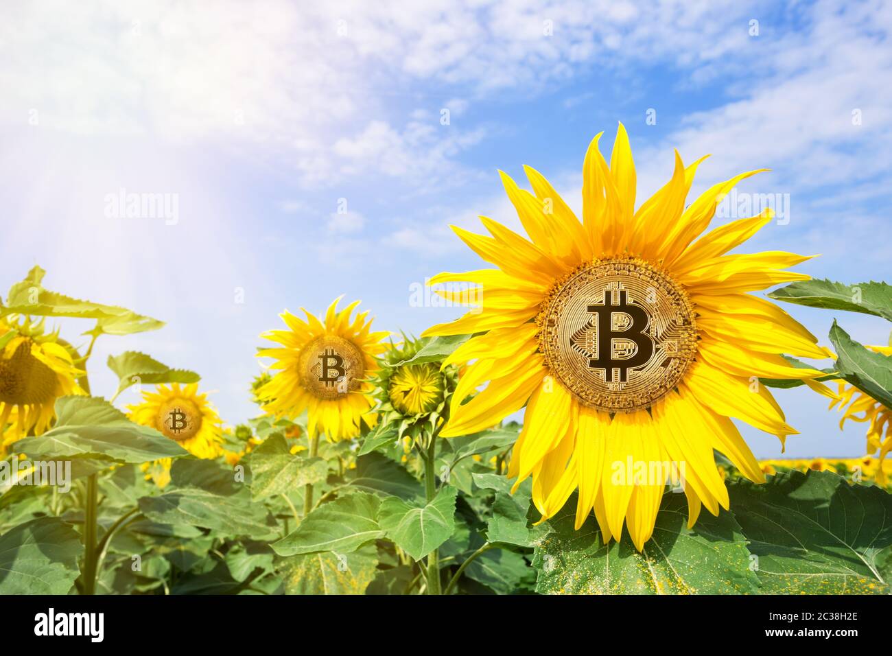 Bitcoin in the flowers of sunflower in the rays of bright sun. A symbol of  a new era of crypto currency. The concept of growth rate bitcoin Stock  Photo - Alamy