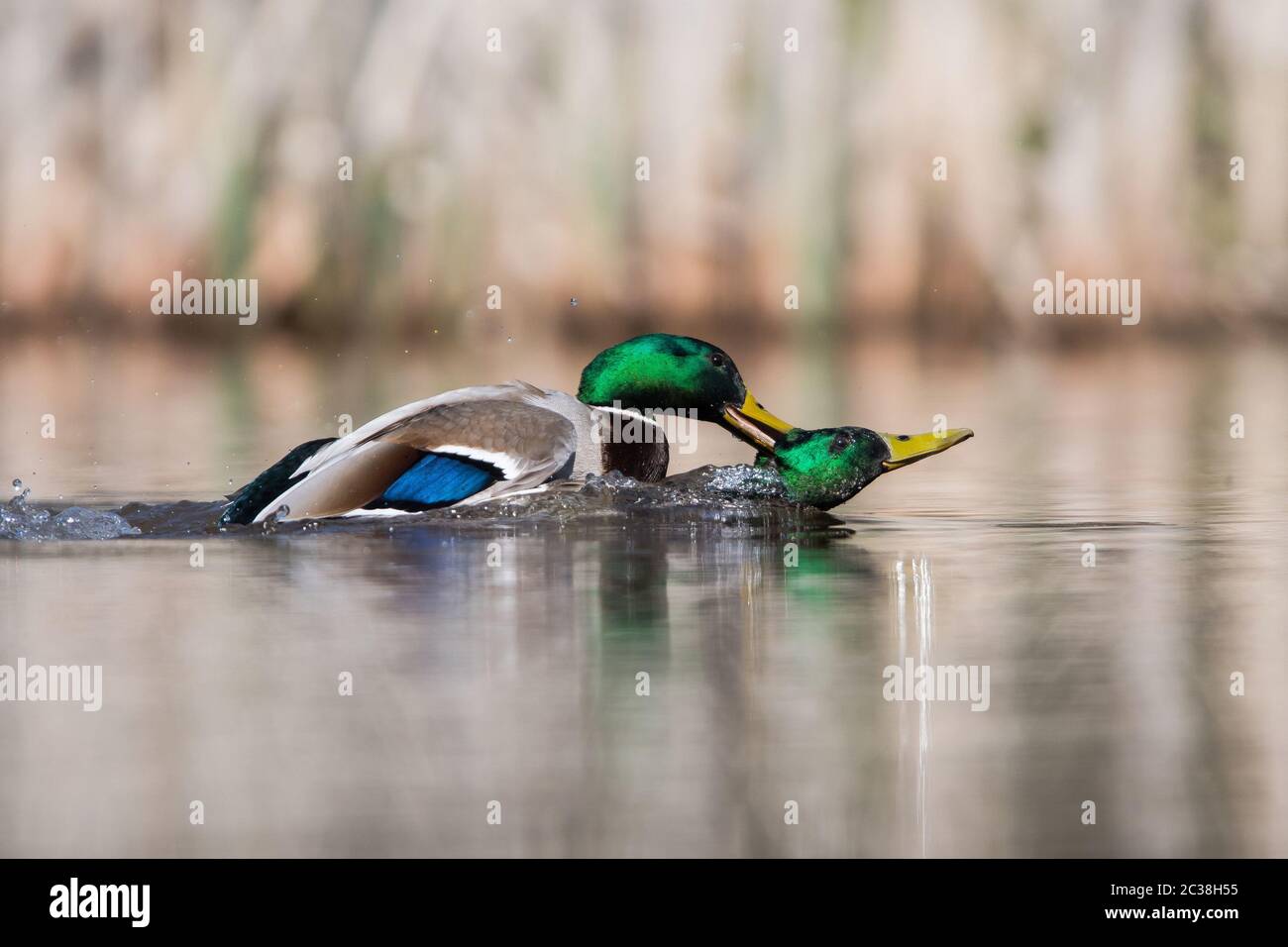 Two males of Mallard Duck in fight. Their Latin name are Anas platyrhynchos. Stock Photo