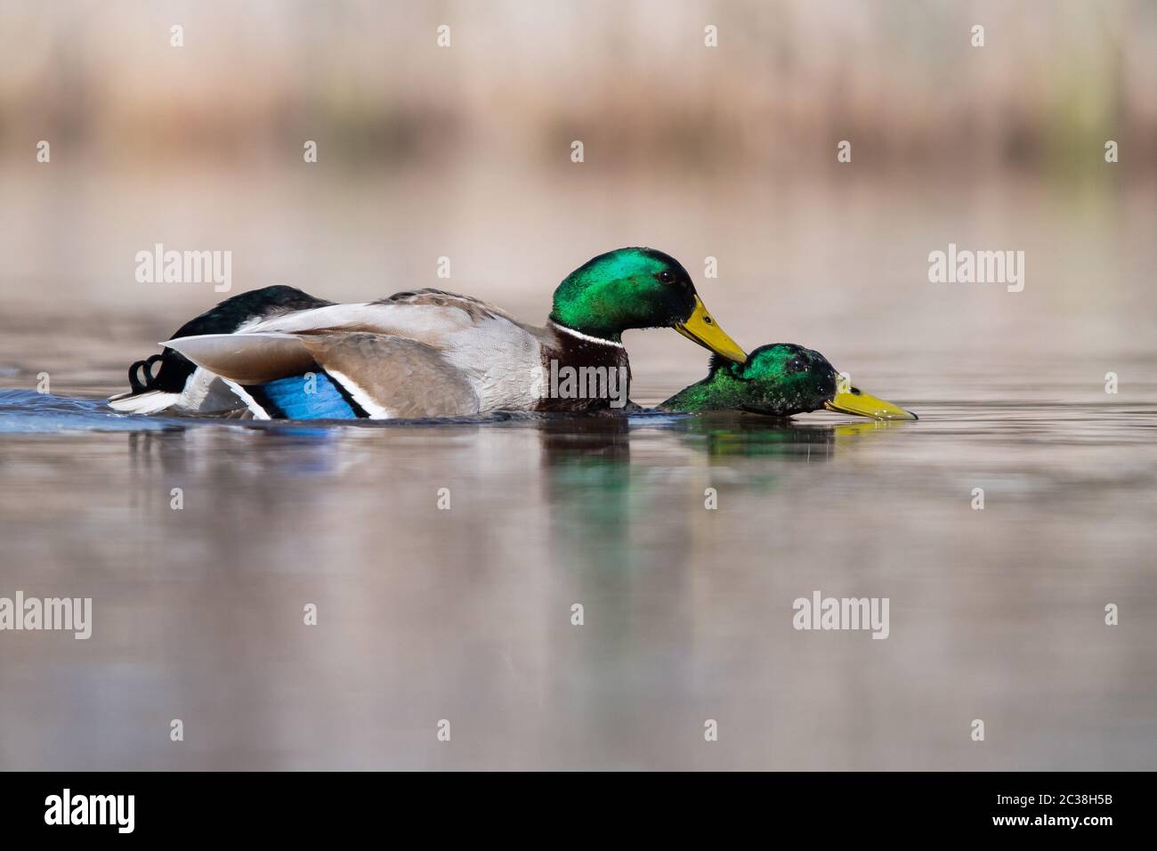 Two males of Mallard Duck in fight. Their Latin name are Anas platyrhynchos. Stock Photo