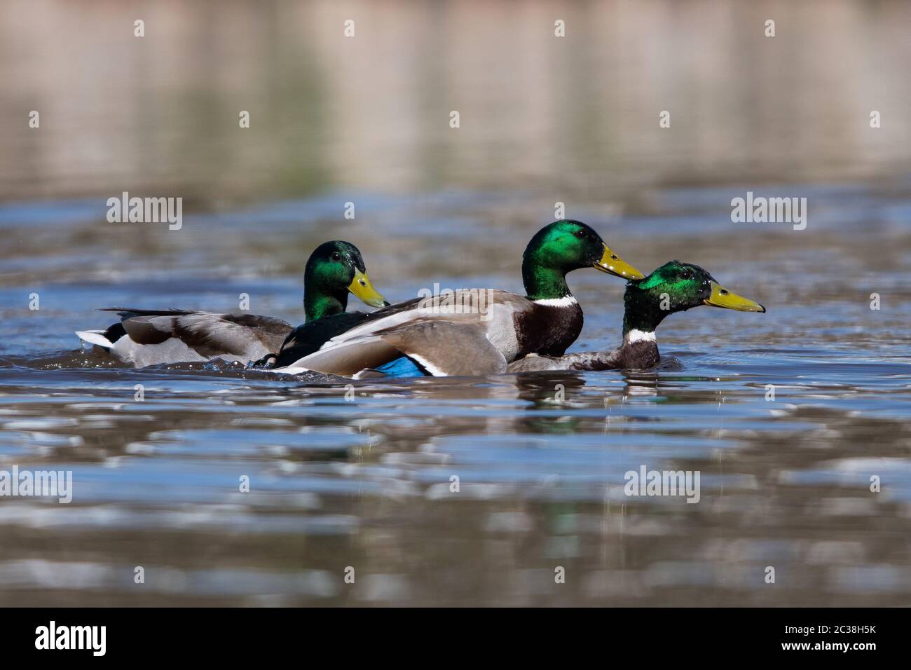 Males of Mallard Duck in fight. Their Latin name are Anas platyrhynchos. Stock Photo