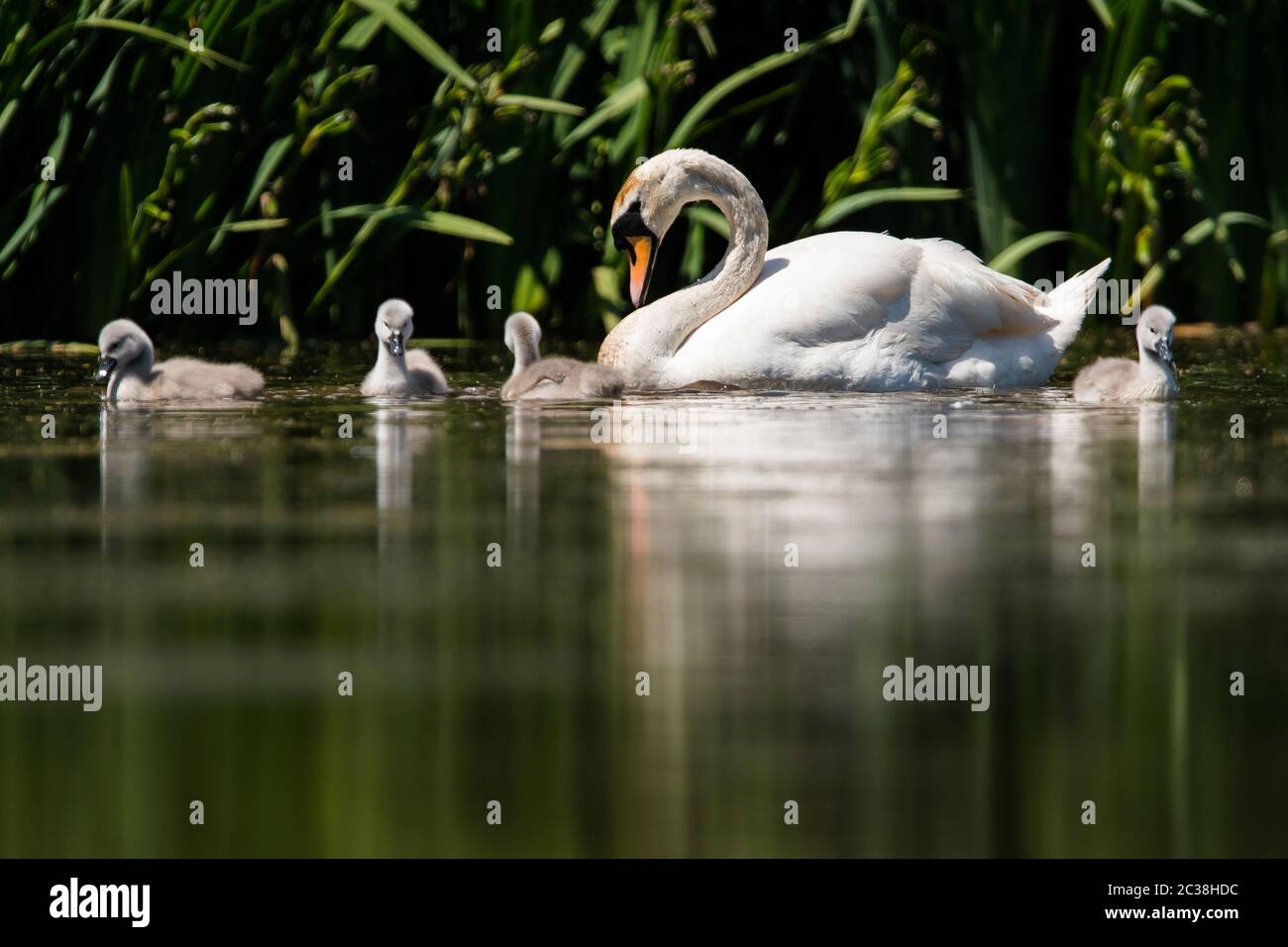 Mute Swan with nestling in habitat. Their Latin name are Cygnus olor