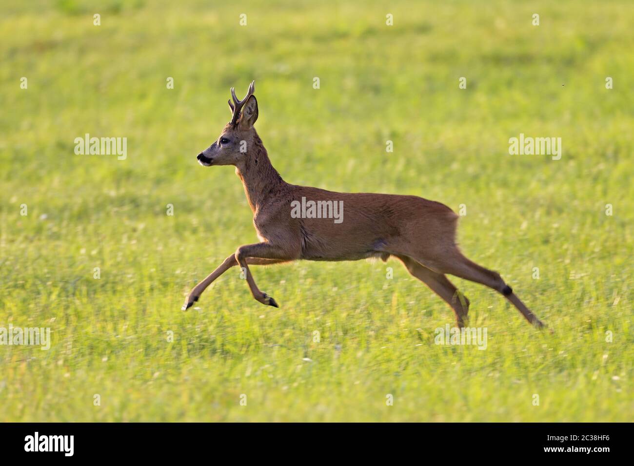 Roebuck in the rut seeks a female Roe Deer Stock Photo