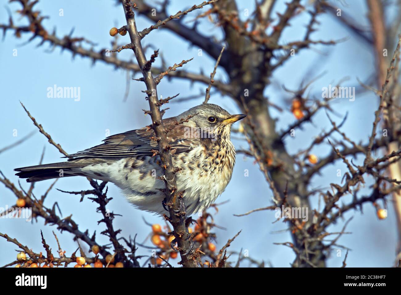 Fieldfare in a Sea Buckthorn Stock Photo