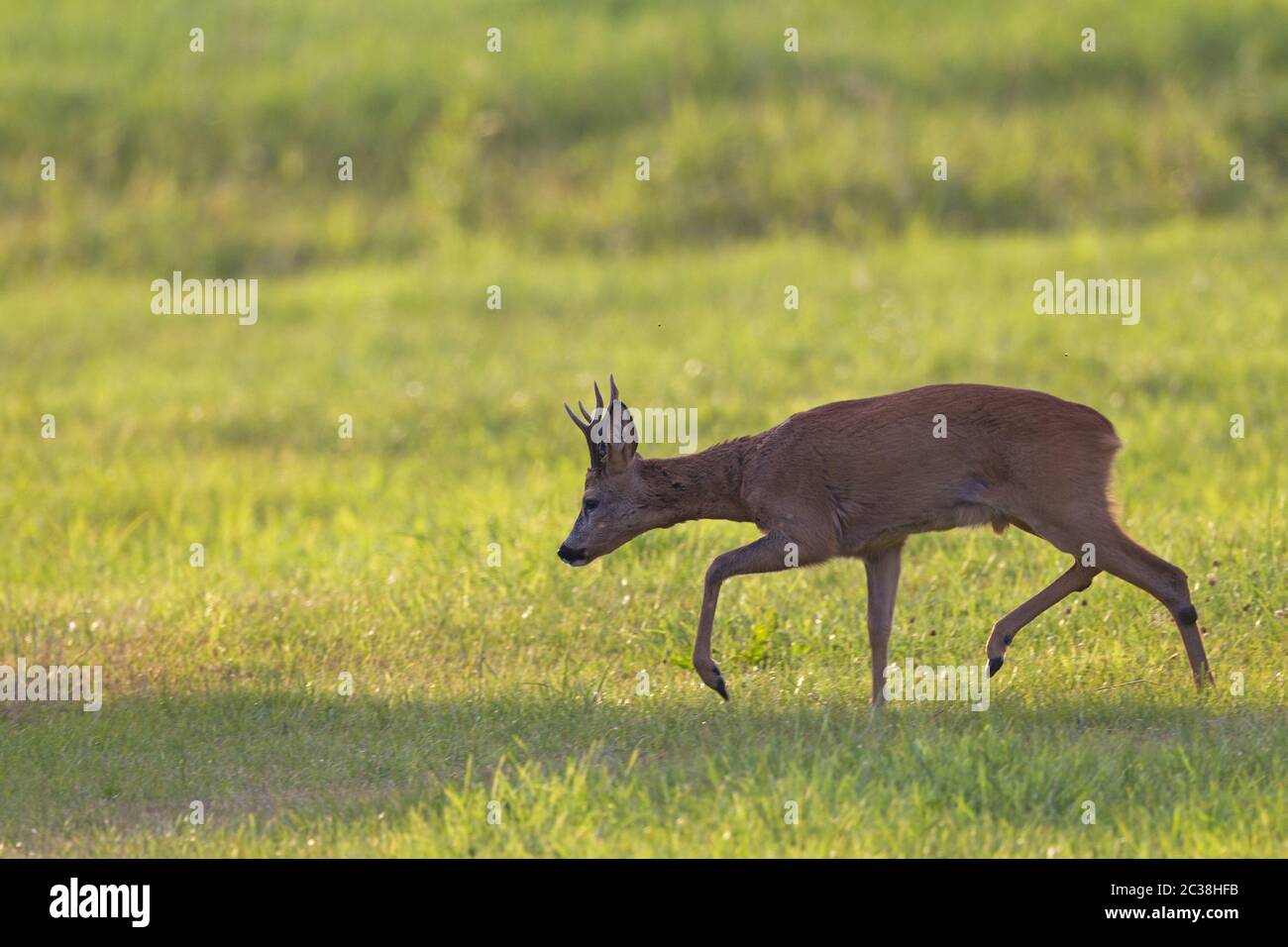 Roe Deer buck in the rut seeks a female Roe Deer Stock Photo
