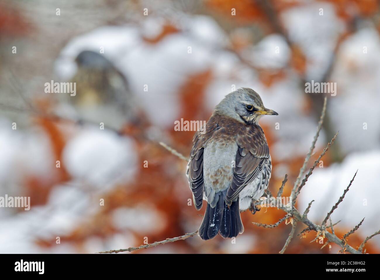 Fieldfare in a Sea Buckthorn in winter Stock Photo