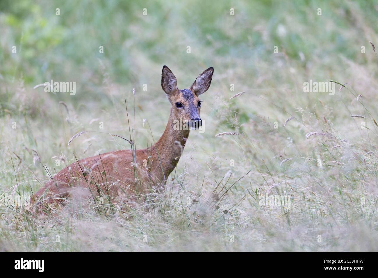 Roe Deer doe stands peeing in a forest meadow Stock Photo Alamy