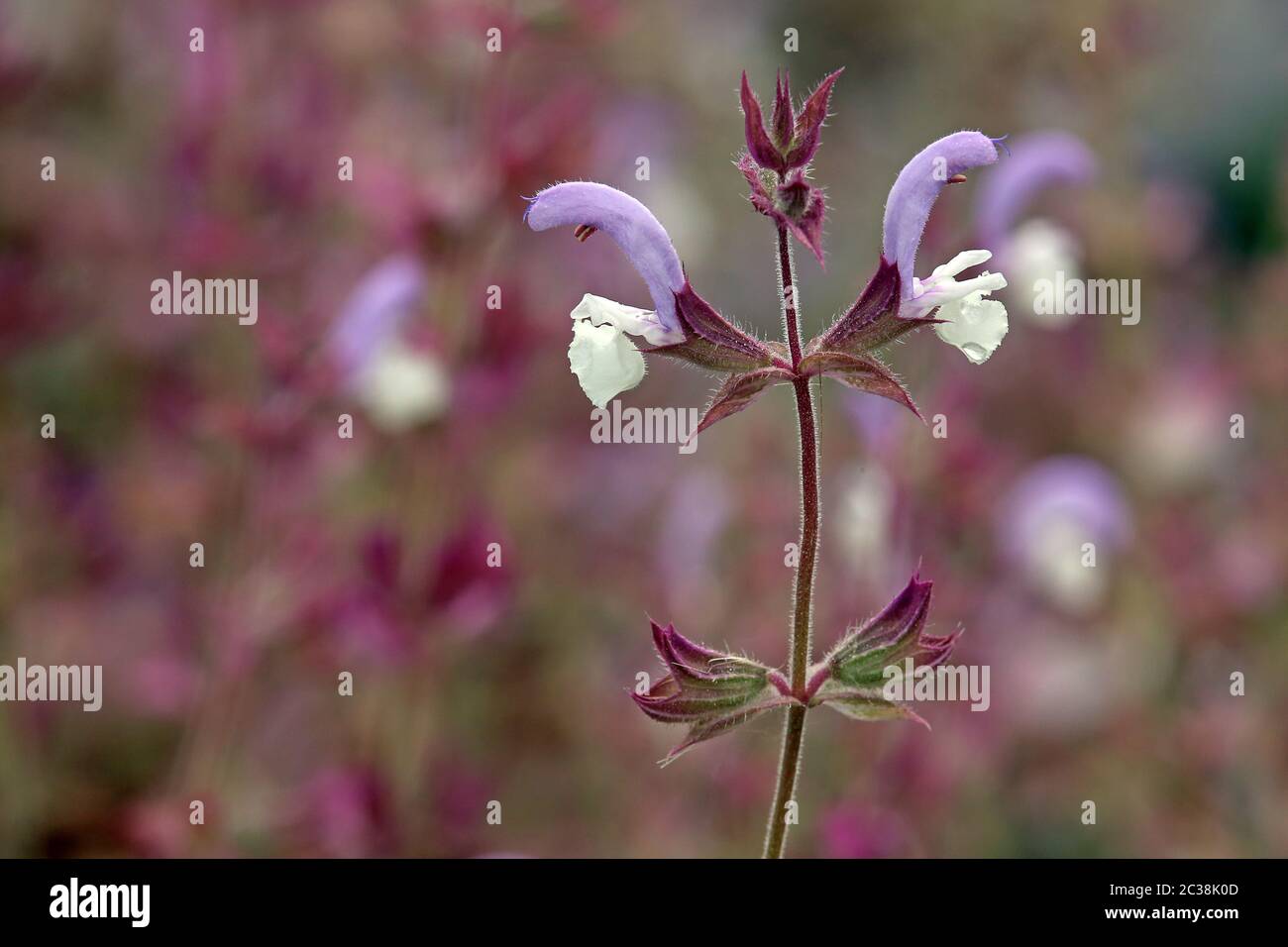 Flowers from The Muscat Sage Salvia sclarea Stock Photo
