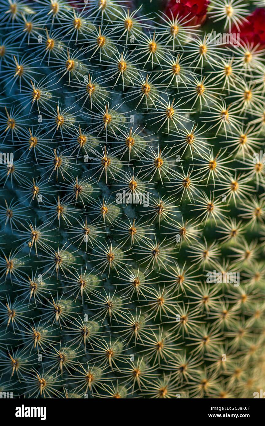 closeup of Cactus plant in park Stock Photo