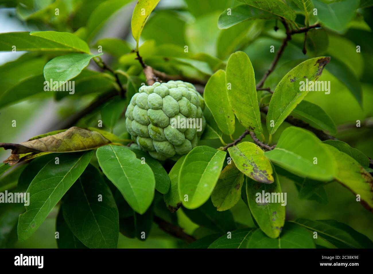Custard apples or Sugar apples or Annona squamosa Linn. growing on a