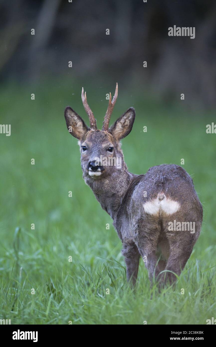 Roe Deer buck in change of coat secures on a meadow Stock Photo