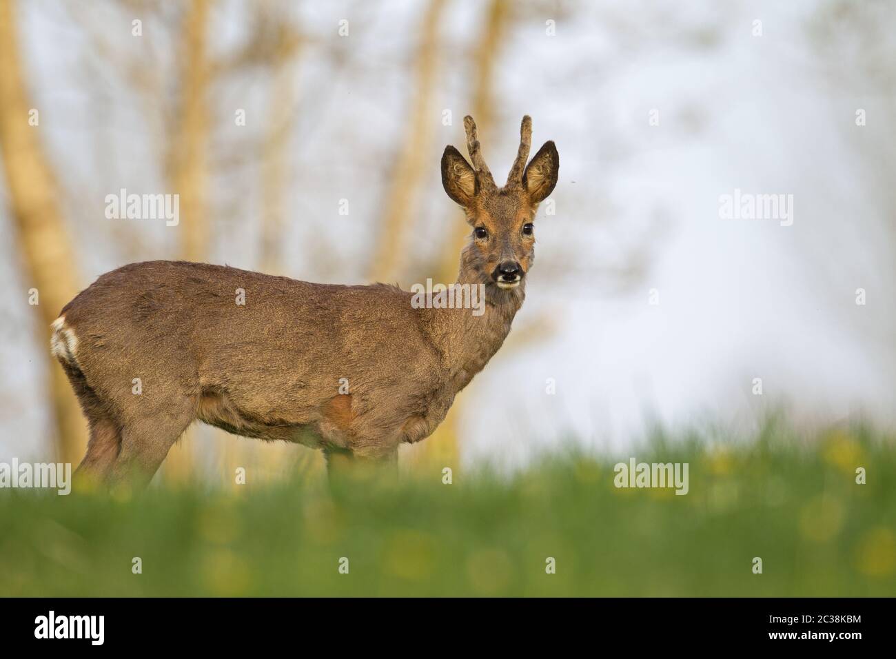 Roe Deer yearling stands intently looking on a meadow with Dandelion Stock Photo