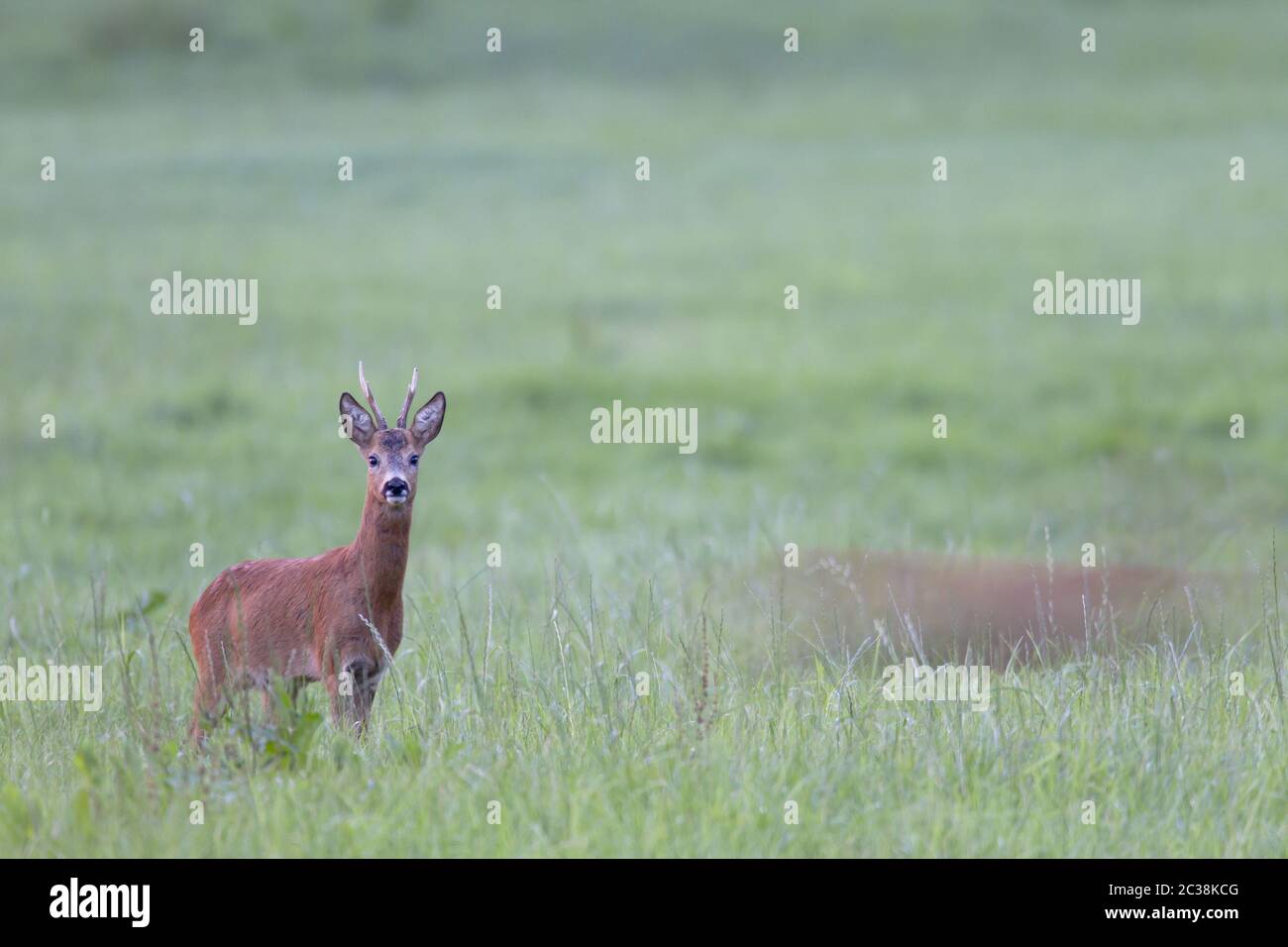 Roe Deer buck pursues a female Roe Deer in the rut Stock Photo