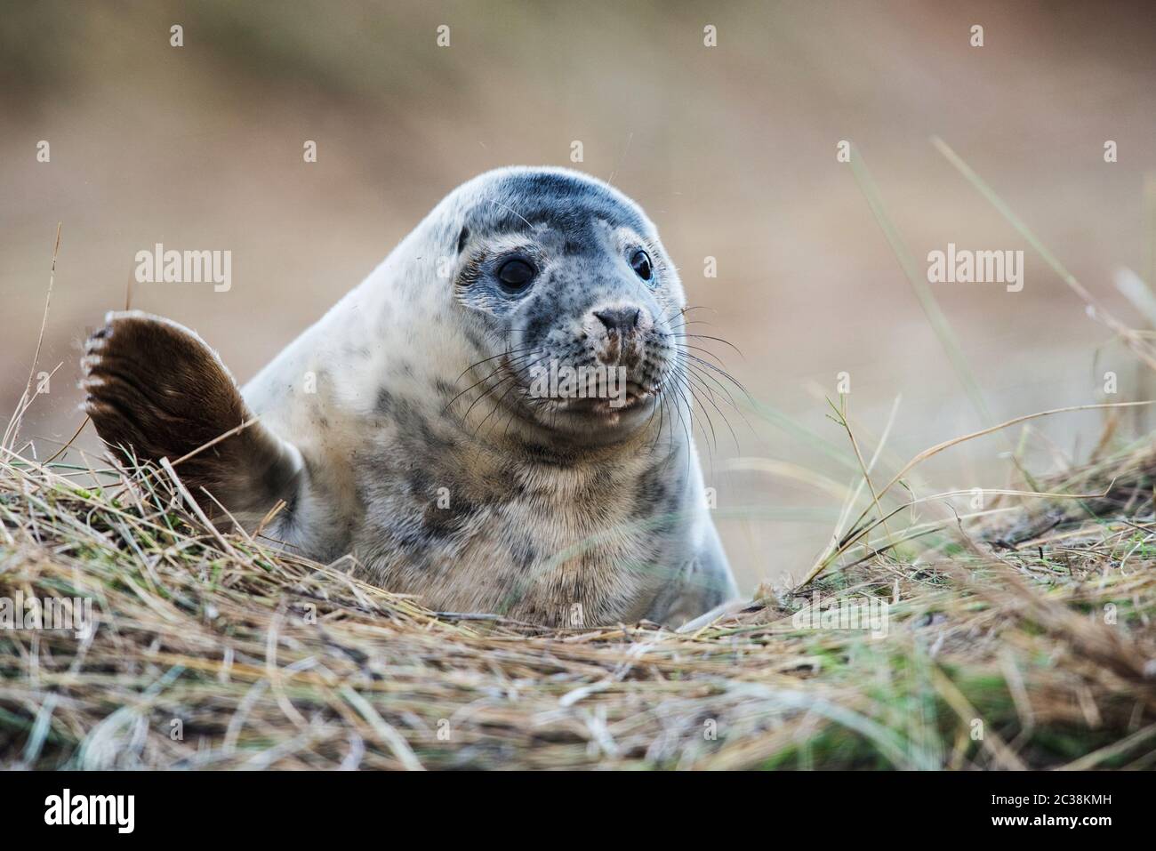 Puppy of Gray seal. Grey Seals come in winter to coastline to give birth to their pups near the sand dunes. Stock Photo
