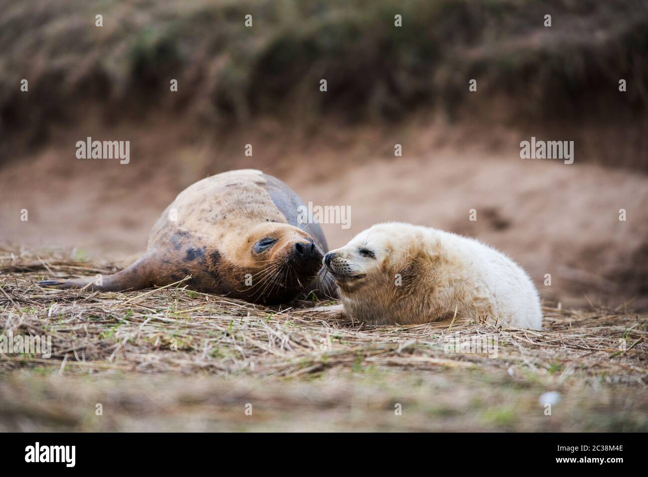 Female with Puppy of Gray seal. Grey Seals come in winter to coastline to give birth to their pups near the sand dunes. Stock Photo