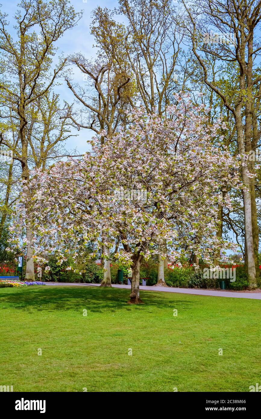 Flowering tree in the park Stock Photo