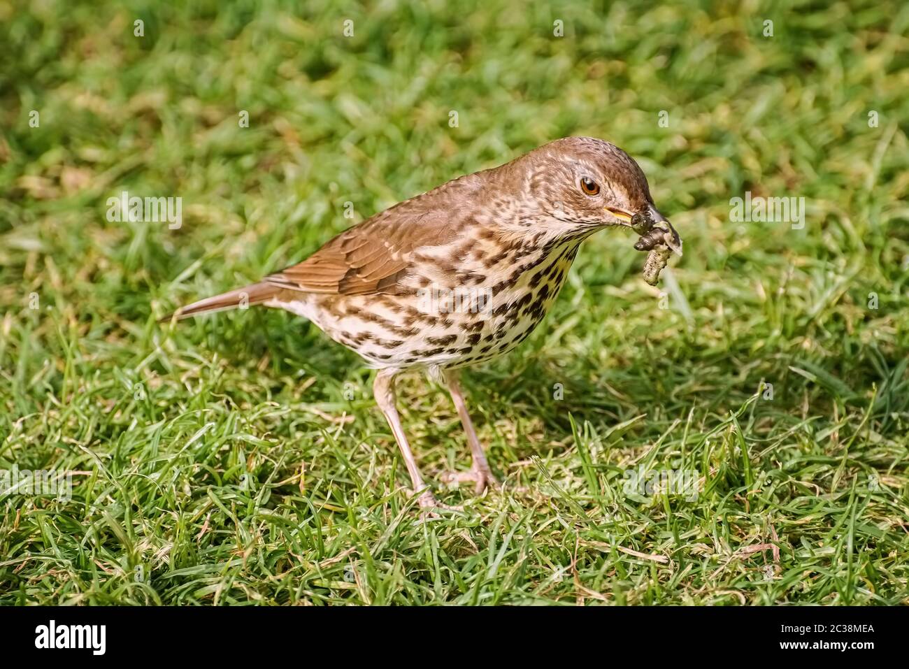 Song thrush on the grass Stock Photo
