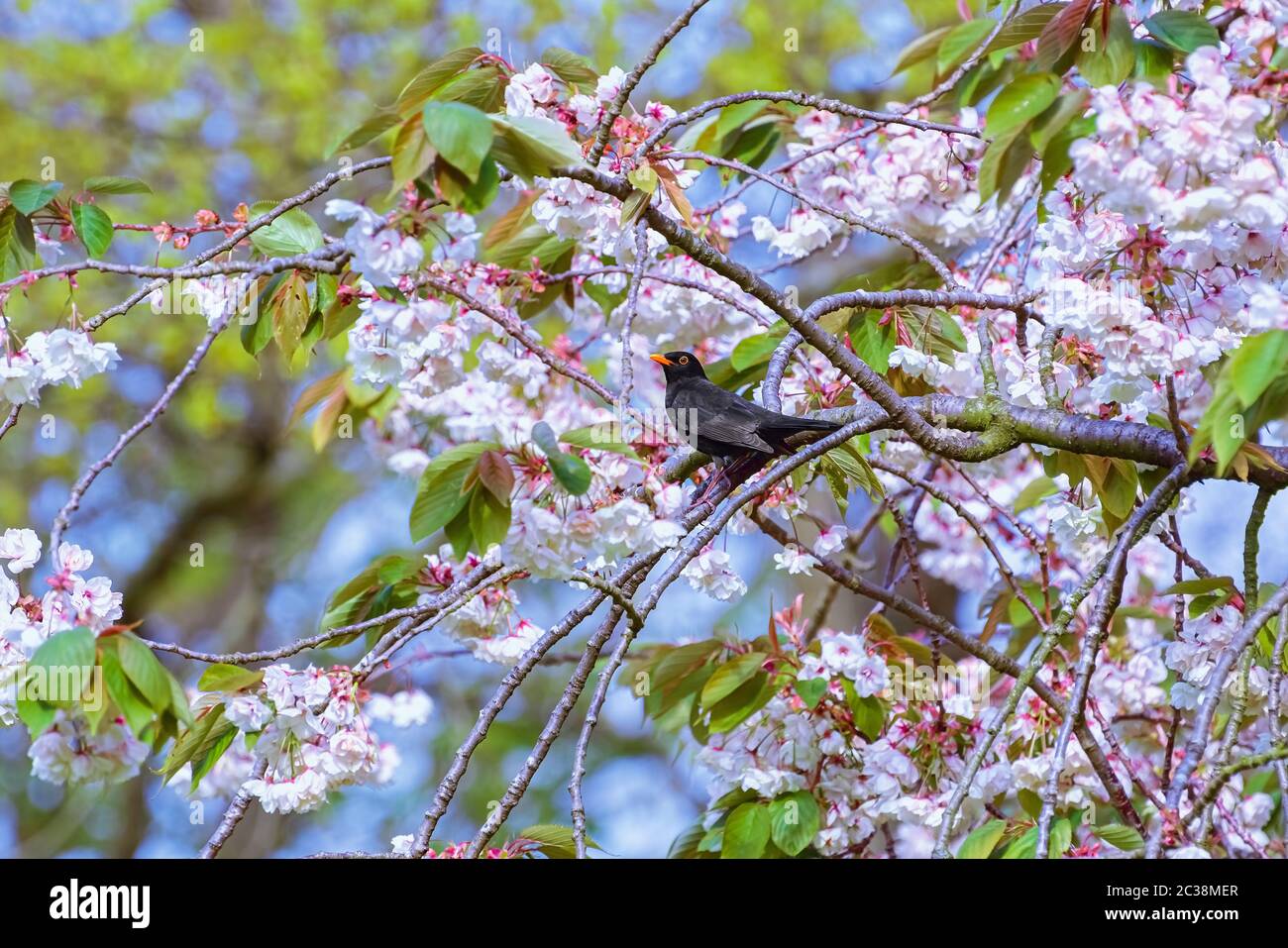 Common blackbird on a branch Stock Photo