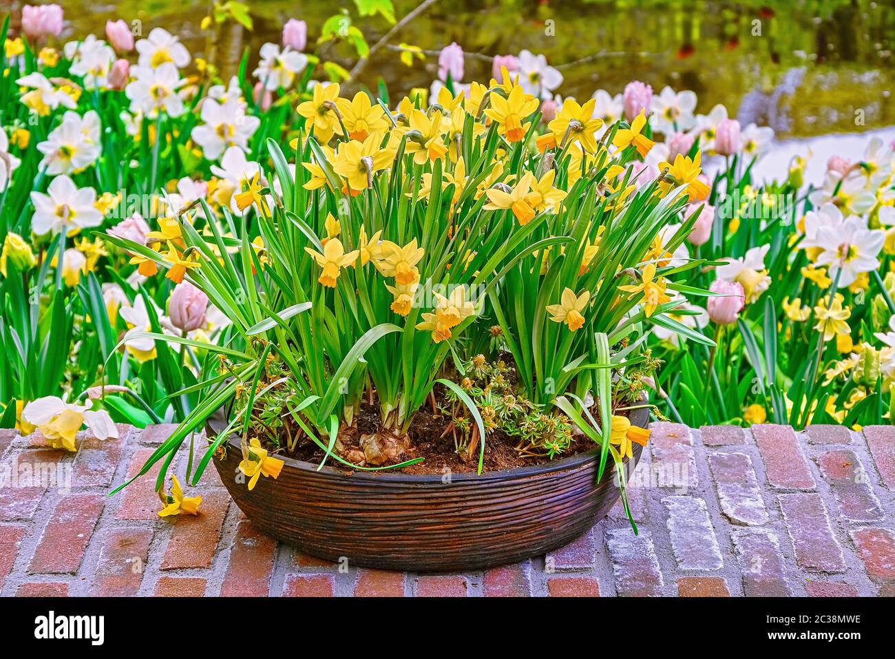 Narcissus in a flower pot Stock Photo