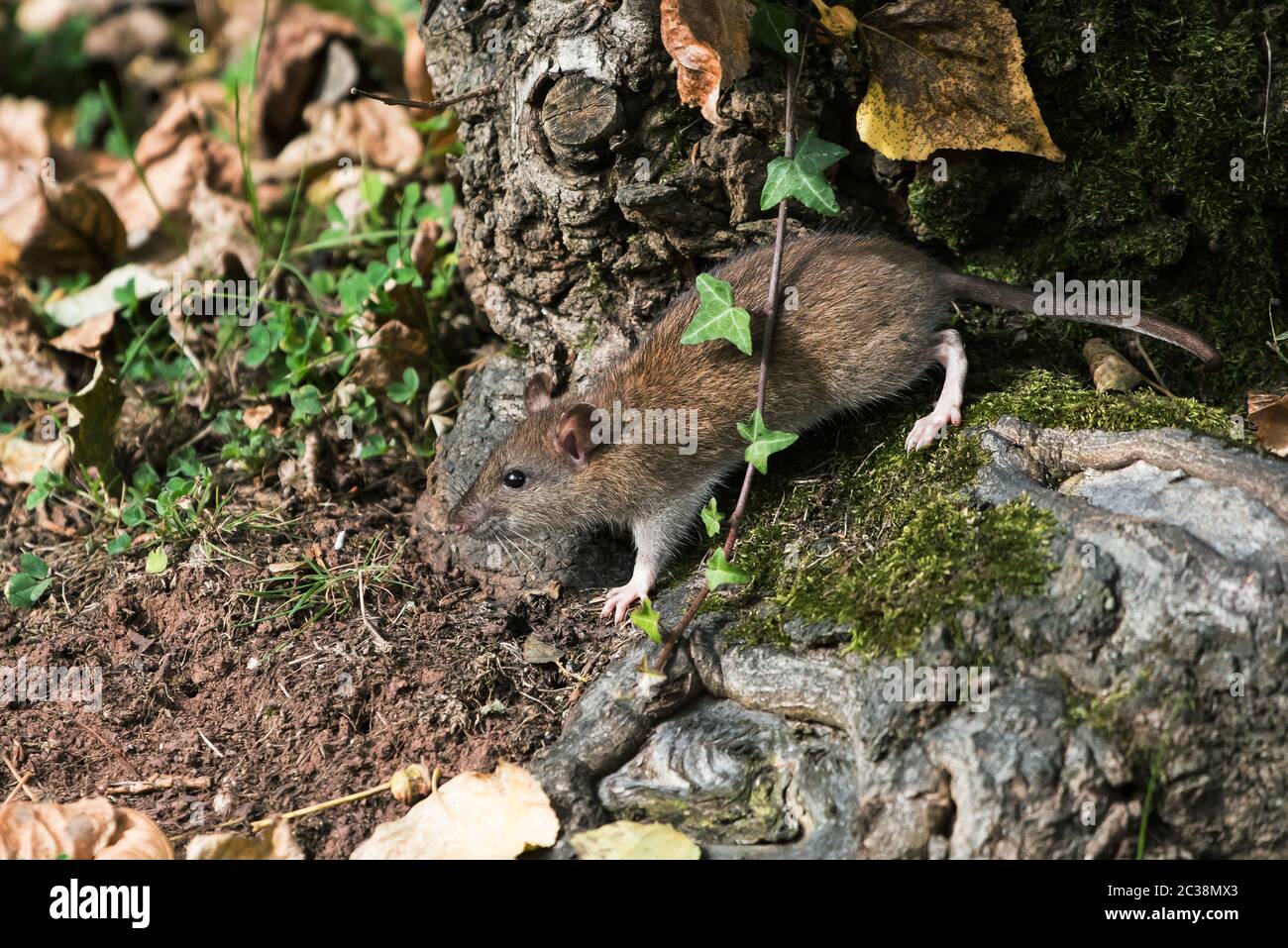 Brown Rat, Norway Rat, Rats, Rattus norvegicus Stock Photo Alamy