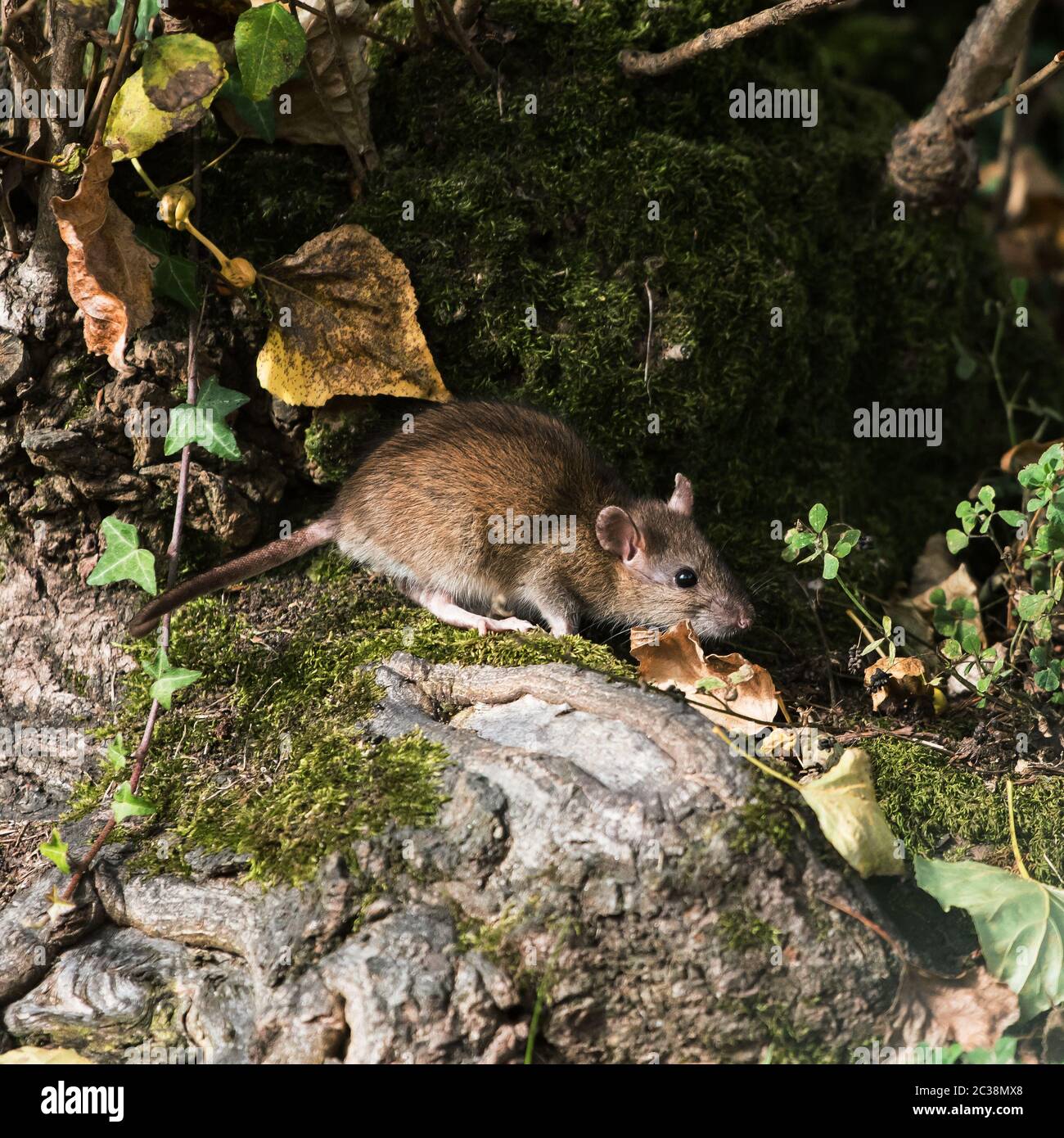 Brown Rat, Norway Rat, Rats, Rattus norvegicus Stock Photo Alamy