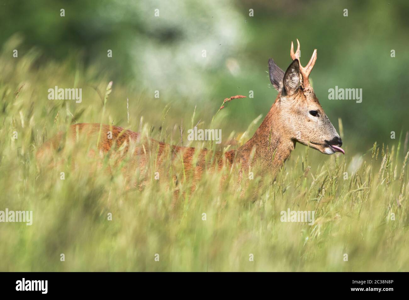 Male of European Roe Deer in environment. His Latin name is Capreolus capreolus. Stock Photo