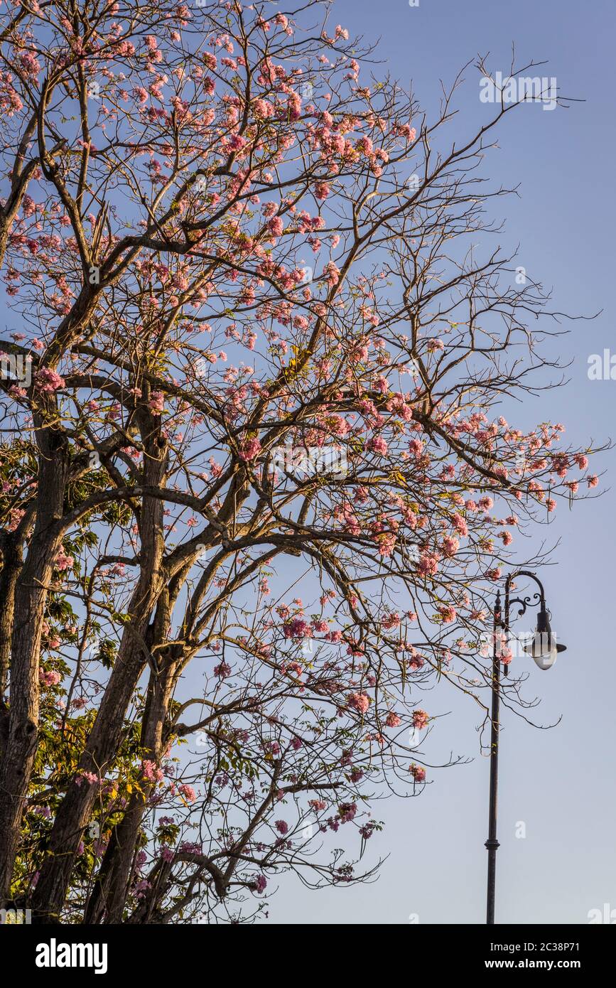 Flowering jacaranda tree, Valladolid, Yucatan, Mexico Stock Photo - Alamy