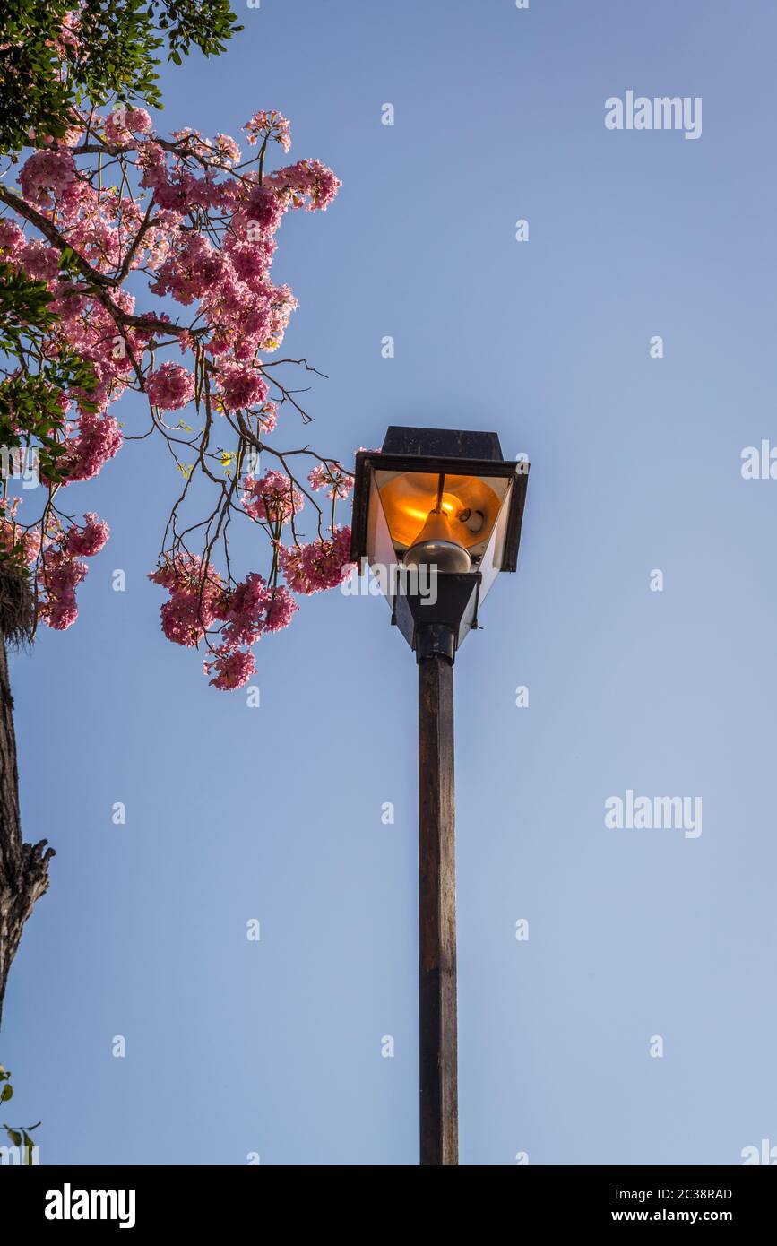 Flowering jacaranda tree, Valladolid, Yucatan, Mexico Stock Photo - Alamy