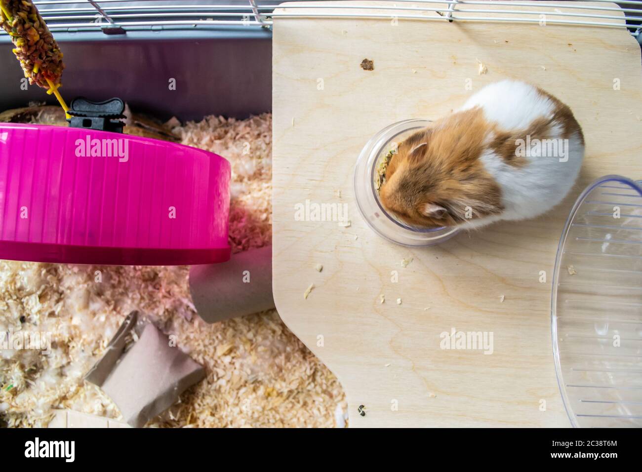 syrian hamster vegetables