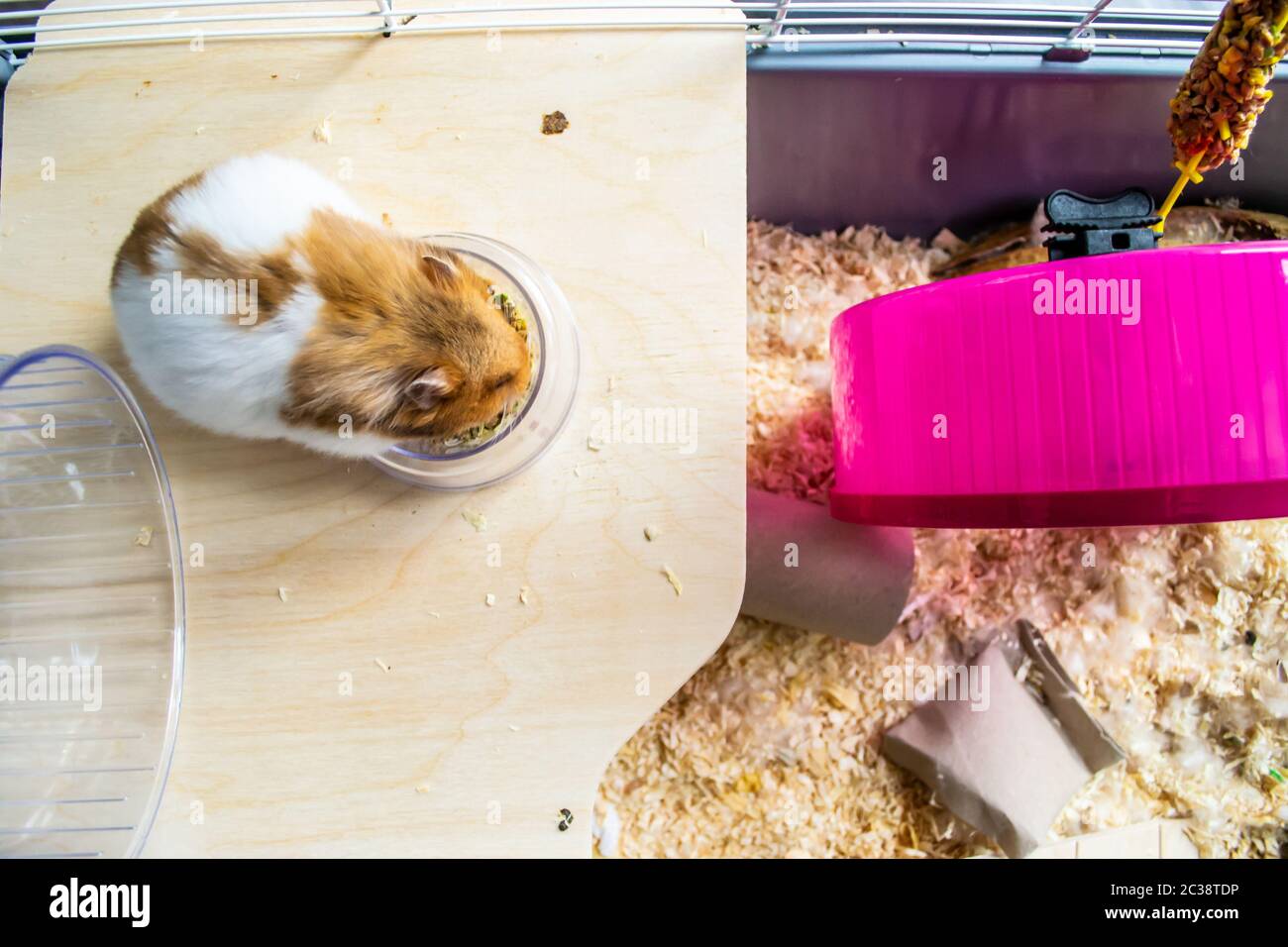 Syrian hamster eating from food bowl Stock Photo Alamy