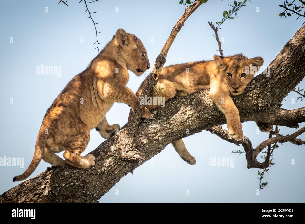 Lion cub climbing past another on branch Stock Photo