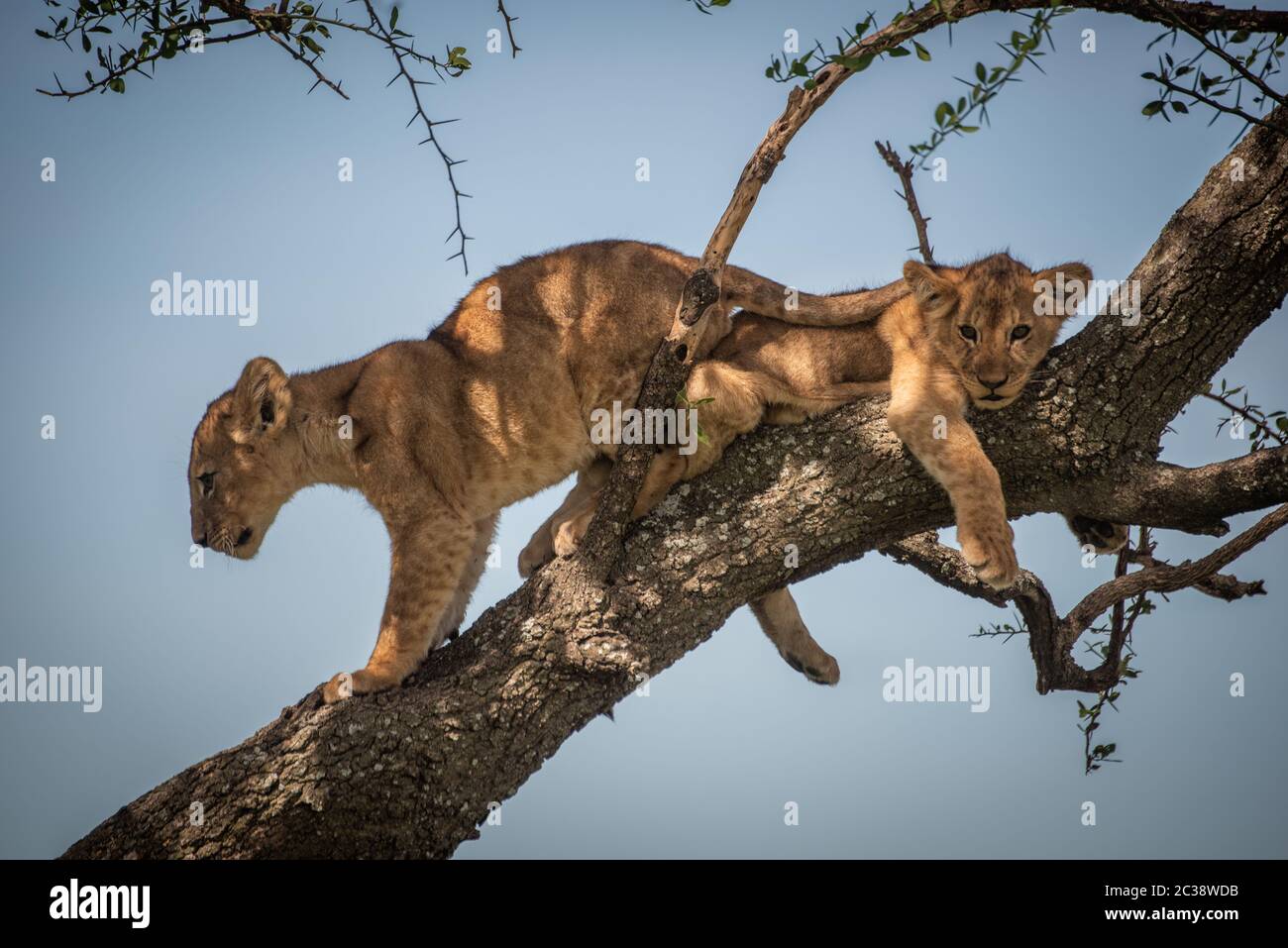Lion cub climbing past another in tree Stock Photo