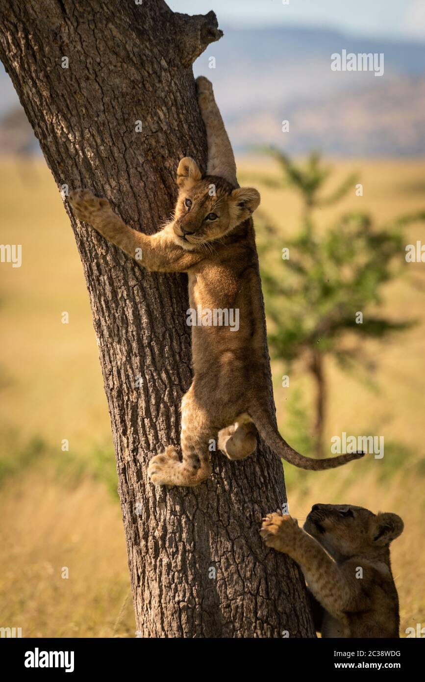 Lion cub climbs tree trunk looking back Stock Photo