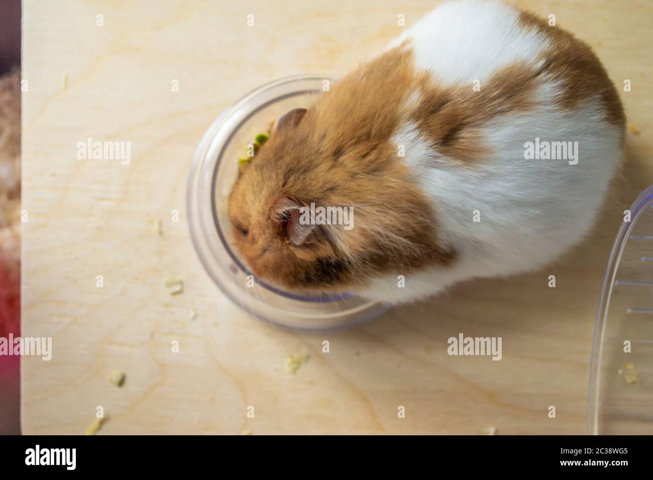 Syrian hamster eating from food bowl Stock Photo Alamy