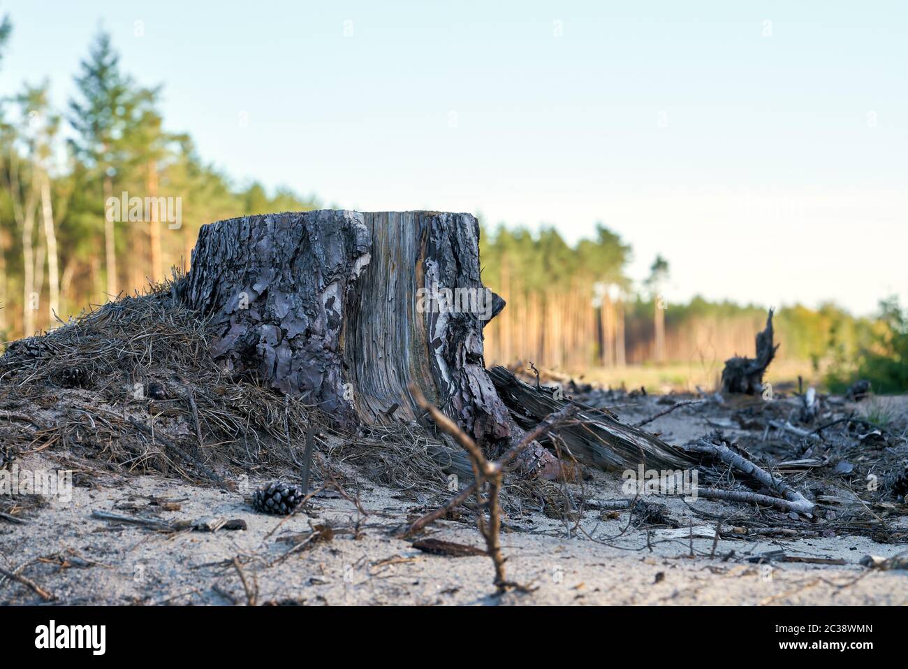 cleared forest at the construction site of the A14 motorway between Dolle and Luederitz in Germany Stock Photo