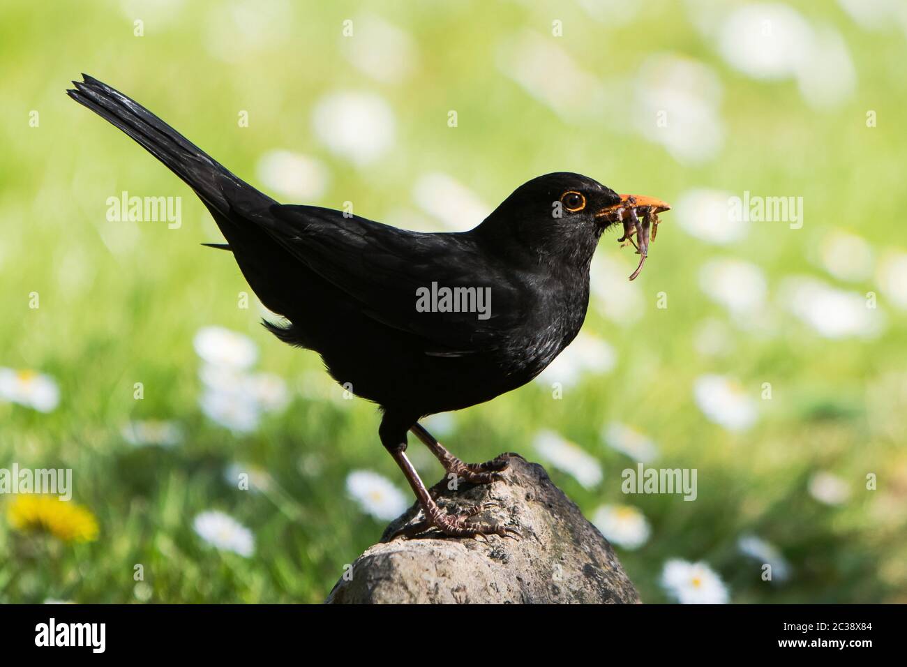 Male of Common Blackbird in daisies in environment. His Latin name is Turdus merula Stock Photo