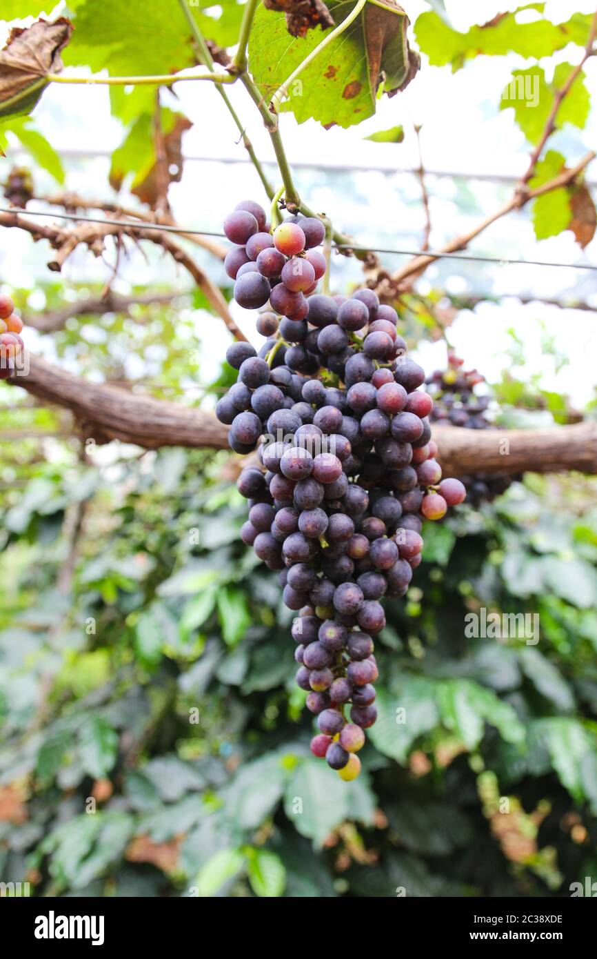 Grapes on plantations in Thailand. Stock Photo