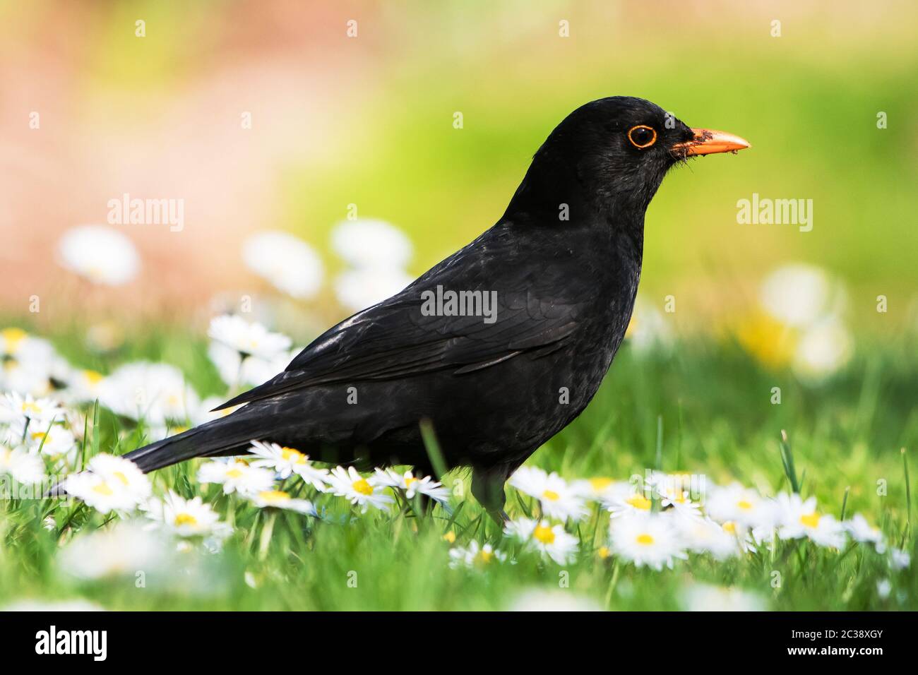 Male of Common Blackbird in daisies in environment. His Latin name is Turdus merula Stock Photo